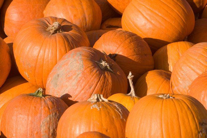 Piles Of Pumpkins