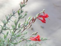 California Fuschia