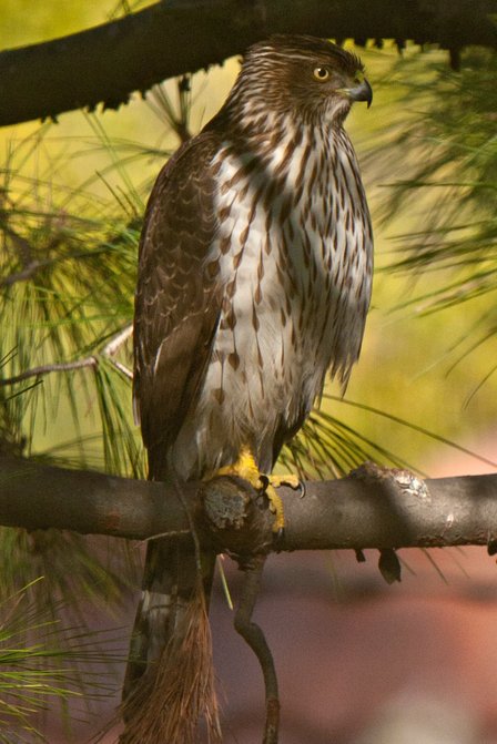 Cooper's Hawk