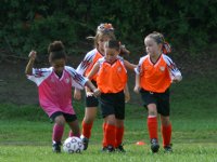 Walden vs three Tigers