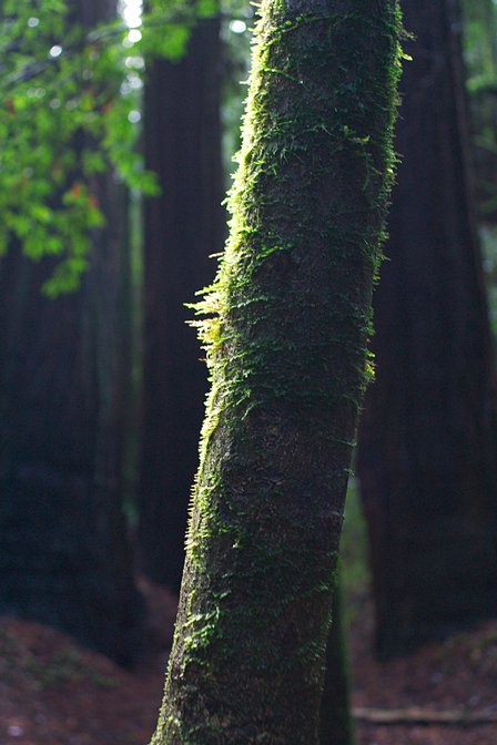 Redwood Grove