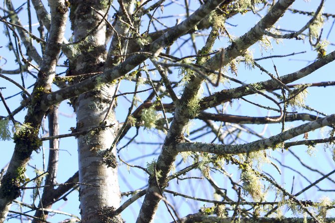 Sky Through Branches