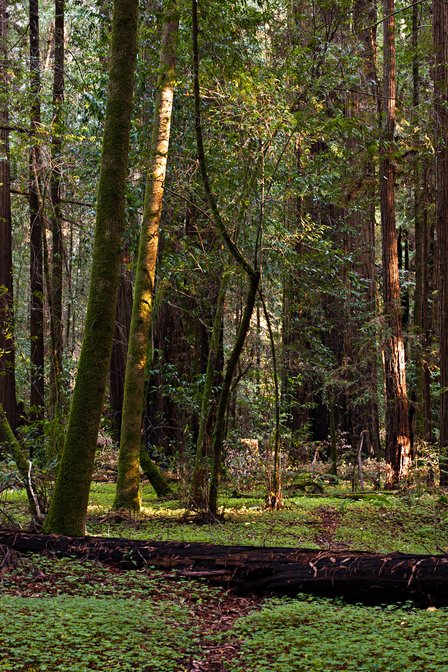 Redwood Grove, I