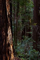 Redwood Grove, III