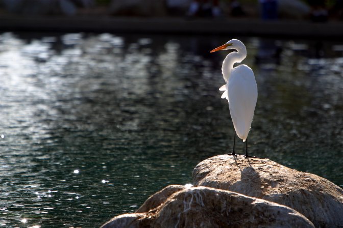 Egret