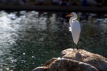 Egret