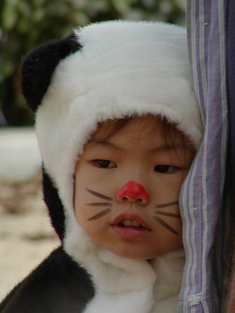 Black and White Cat, or Panda?