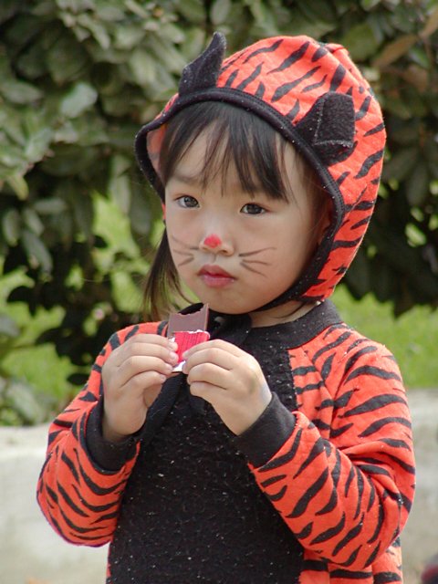 Tiger with Chocolate