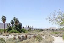 29 Palms Oasis
