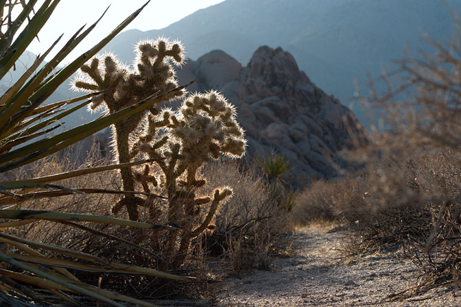 Backlit cholla, II
