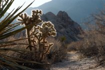 Backlit cholla, II