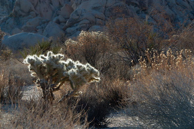 Backlit cholla, III