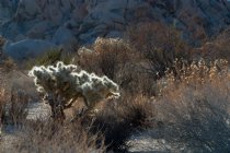 Backlit cholla, III