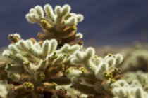 Backlit cholla