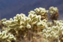 More backlit chollas