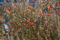 Desert Mistletoe