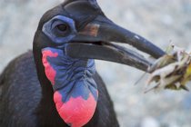 Ground Hornbill