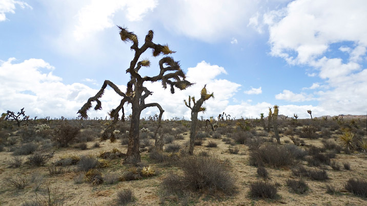 Joshua trees