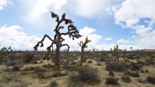 Joshua trees