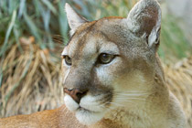 Mountain Lion