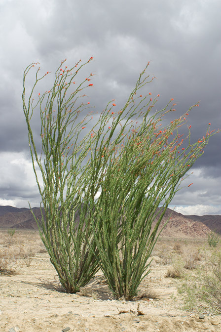 Ocotillo