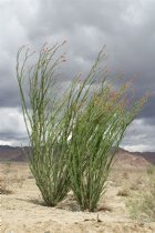 Ocotillo