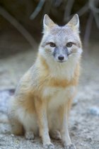 Swift Fox