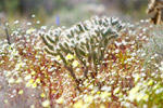 Cholla