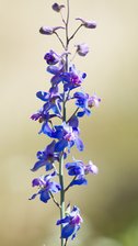 Desert Larkspur