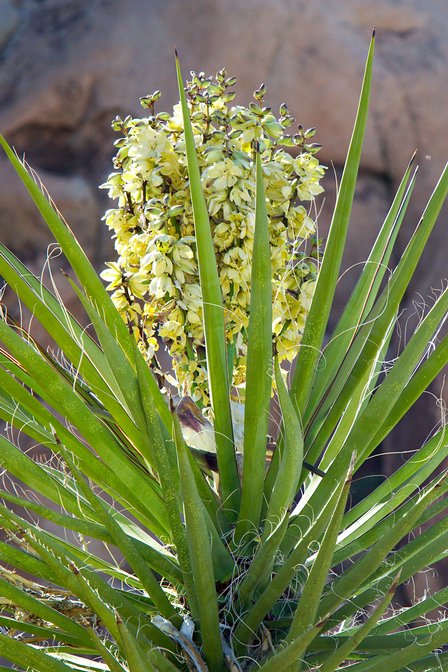 Yucca