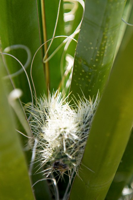 Yucca Cholla
