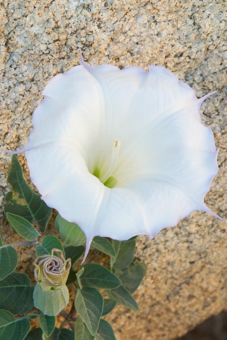 Big White Flower