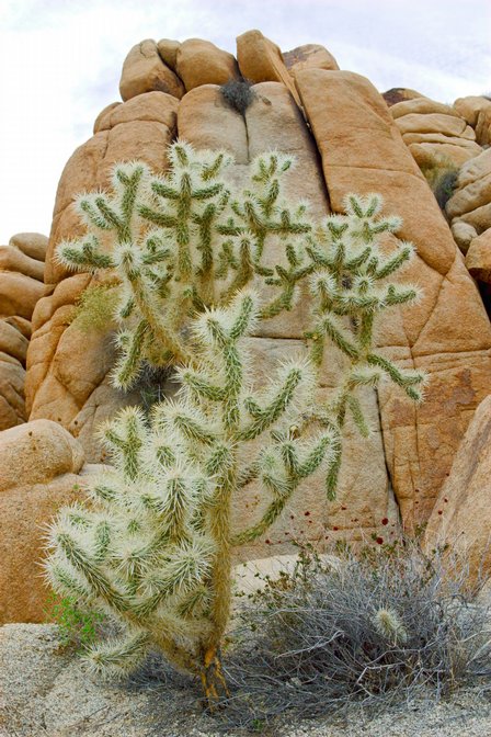 Cholla Cliff