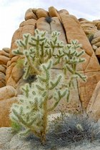 Indian Cove, Joshua Tree