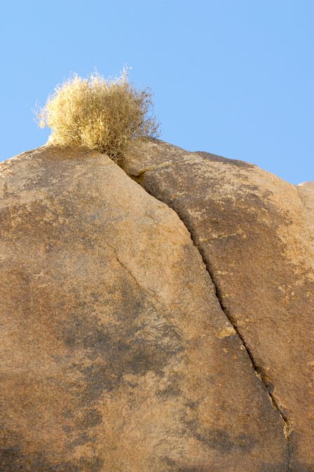 Rock Crack Bush