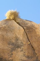 Rock Crack Bush
