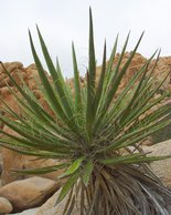 Yucca