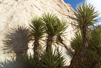 Yucca Shadows