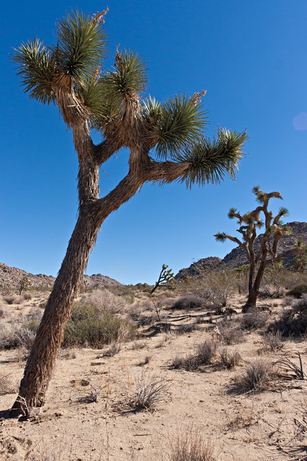 Joshua Trees, II