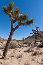 Joshua Tree