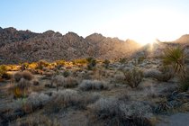 Late Afternoon Sun, III