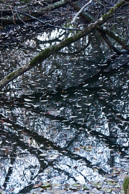 Jughandle Creek, III