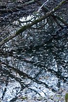 Jughandle Creek, III