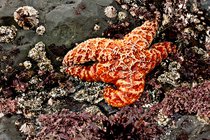 Orange Sea Star