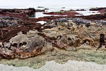 Tide Pools, I