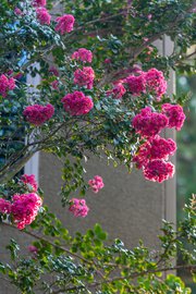 Crape myrtle