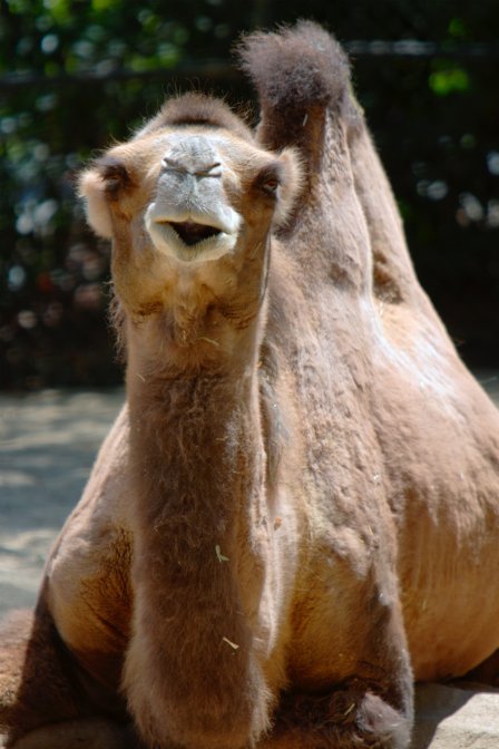 Bactrian Camel