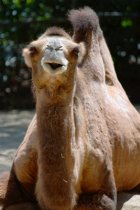 Bactrian Camel