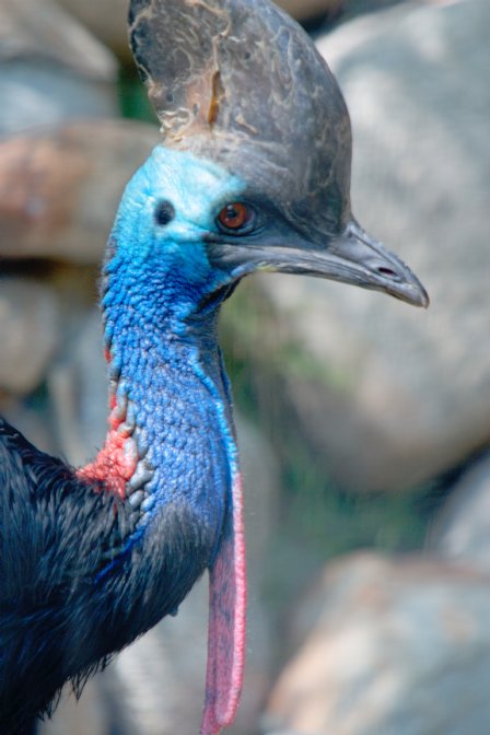 Double-Wattled Cassowary