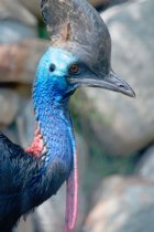 Double-Wattled Cassowary